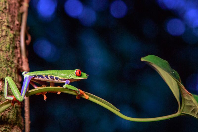 Atmosphere portrait of the rainforest nymph