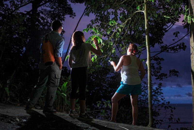 The forest comes alive as soon as the sun sets. During the nightwalk at ADM private reserve is easy to find kinkajous, red eye tree frogs and all kind of nocturnal species. - Arenas del Mar | Cayuga Collection